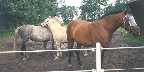 Mine 3 heste